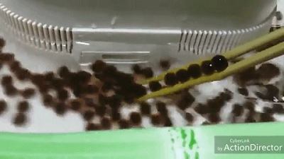 ̲߳ձ ɹڰ