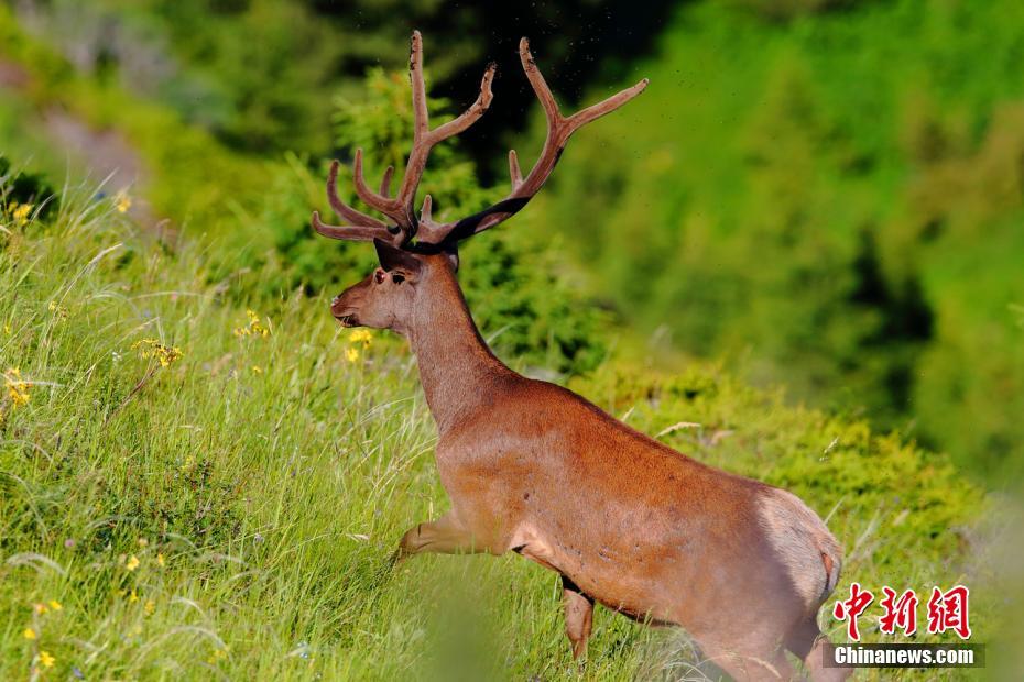 佩里斯-乐鱼app(leyu)官方网站-乐鱼官网