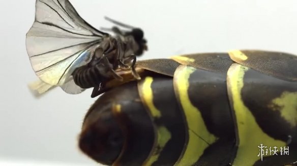 不交配就活不下去!细数动物世界中的奇葩繁衍行为