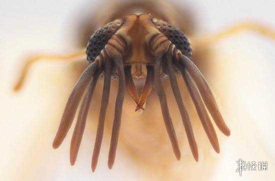 不交配就活不下去!细数动物世界中的奇葩繁衍行为