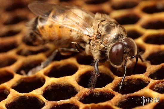 不交配就活不下去!细数动物世界中的奇葩繁衍行为