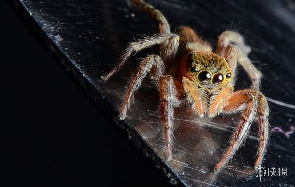 不交配就活不下去!细数动物世界中的奇葩繁衍行为