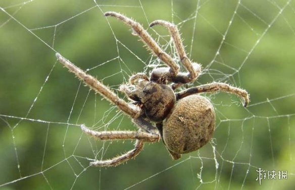 不交配就活不下去!细数动物世界中的奇葩繁衍行为