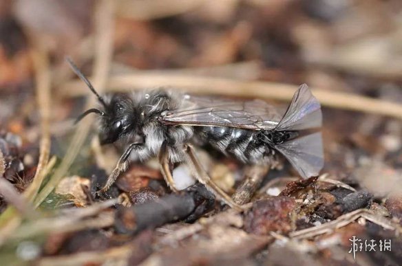 不交配就活不下去!细数动物世界中的奇葩繁衍行为