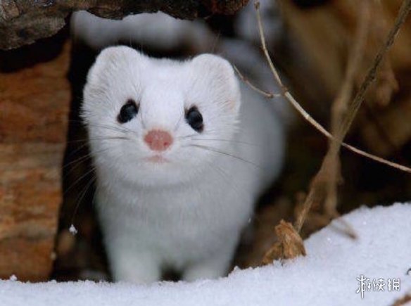 不交配就活不下去!细数动物世界中的奇葩繁衍行为