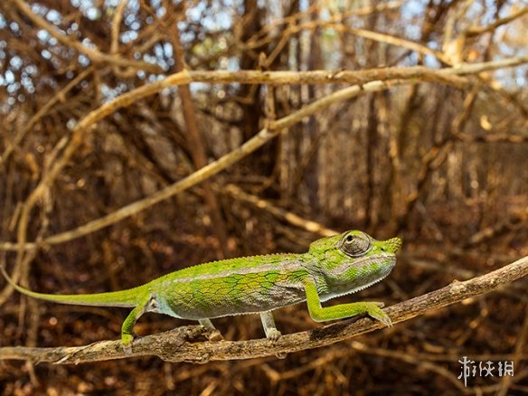 不交配就活不下去!细数动物世界中的奇葩繁衍行为