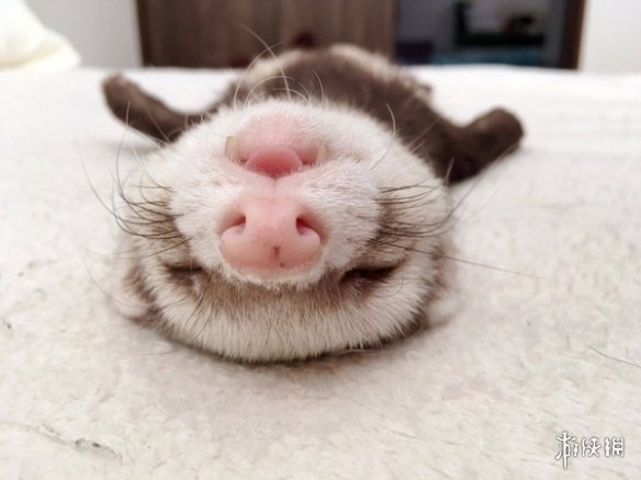 不交配就活不下去!细数动物世界中的奇葩繁衍行为