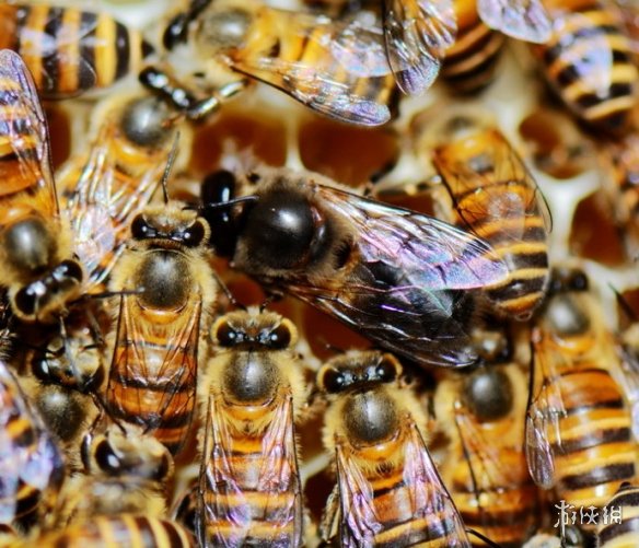 不交配就活不下去!细数动物世界中的奇葩繁衍行为