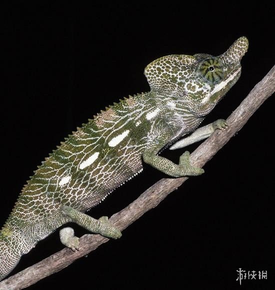 不交配就活不下去!细数动物世界中的奇葩繁衍行为