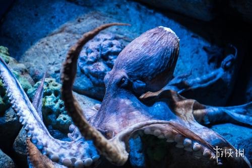 不交配就活不下去!细数动物世界中的奇葩繁衍行为