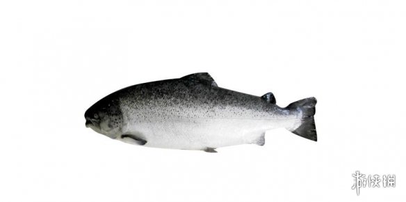 不交配就活不下去!细数动物世界中的奇葩繁衍行为