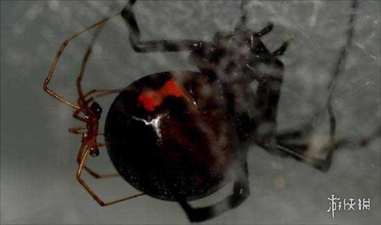 不交配就活不下去!细数动物世界中的奇葩繁衍行为