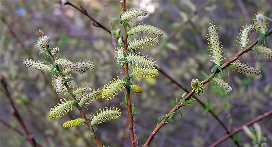 梭梭树图片简介 bbd8-hzuhxyn9098642.jpg