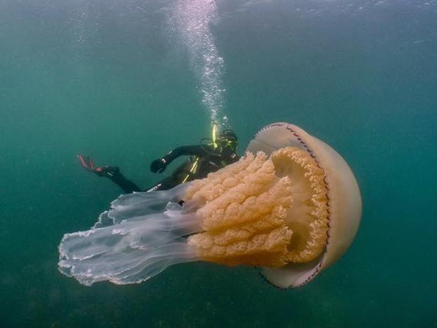 潜水员发现巨型桶水母 和人一样大（图片）