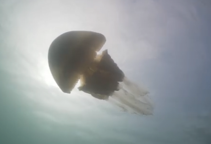 潜水员发现巨型桶水母 和人一样大（图片）