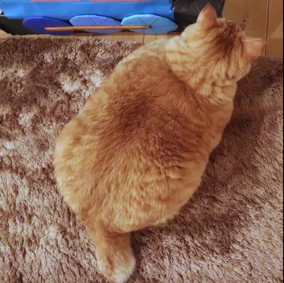 ȳһѪֻձСɥèƾȫ