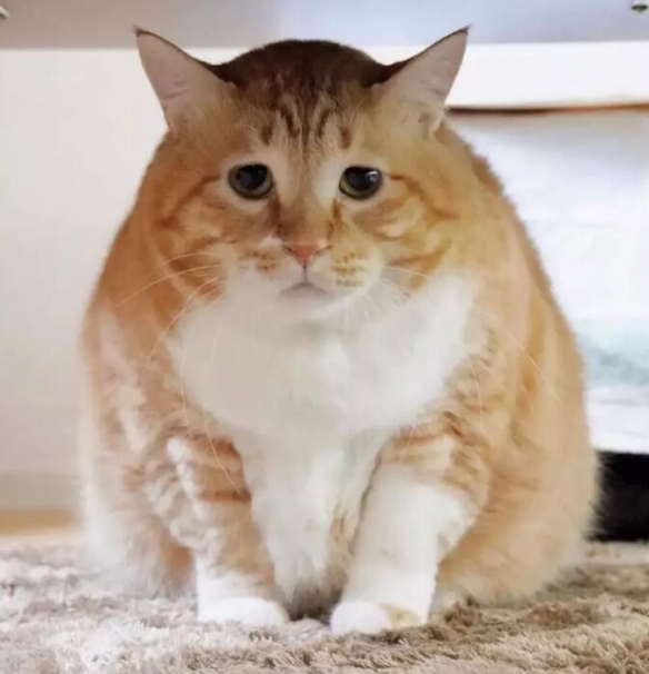 ȳһѪֻձСɥèƾȫ