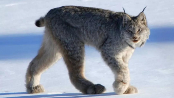 谁说大长腿就是性感的?当北极兔站起来露出大长腿后