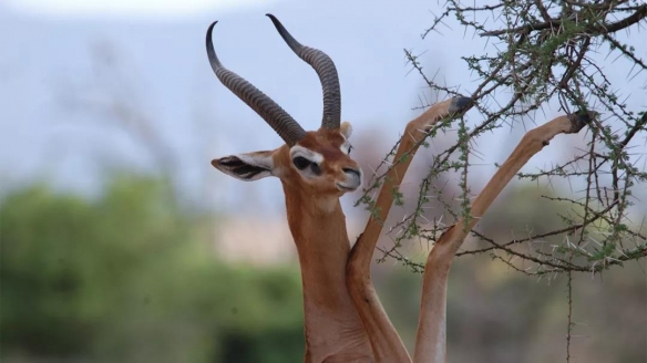 谁说大长腿就是性感的?当北极兔站起来露出大长腿后