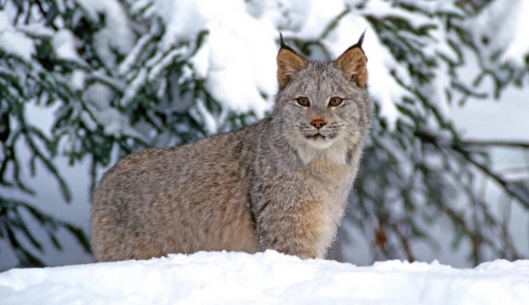 谁说大长腿就是性感的?当北极兔站起来露出大长腿后