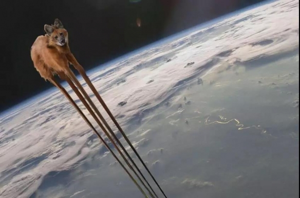 谁说大长腿就是性感的?当北极兔站起来露出大长腿后