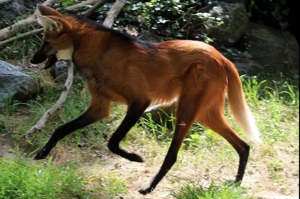 谁说大长腿就是性感的?当北极兔站起来露出大长腿后