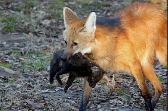 谁说大长腿就是性感的?当北极兔站起来露出大长腿后