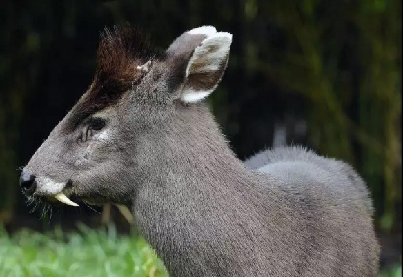谁说大长腿就是性感的?当北极兔站起来露出大长腿后