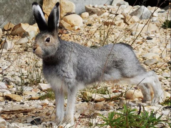 谁说大长腿就是性感的?当北极兔站起来露出大长腿后