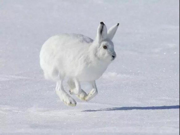 谁说大长腿就是性感的?当北极兔站起来露出大长腿后