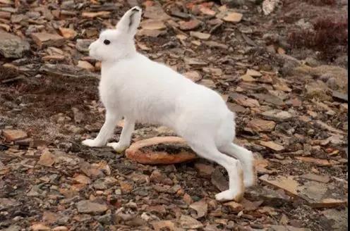 谁说大长腿就是性感的?当北极兔站起来露出大长腿后