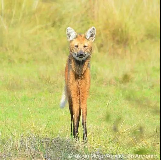谁说大长腿就是性感的?当北极兔站起来露出大长腿后