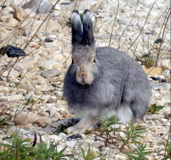 谁说大长腿就是性感的?当北极兔站起来露出大长腿后
