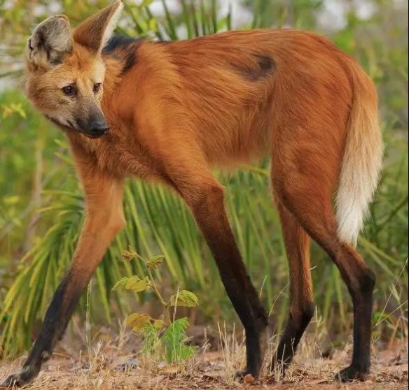 谁说大长腿就是性感的?当北极兔站起来露出大长腿后