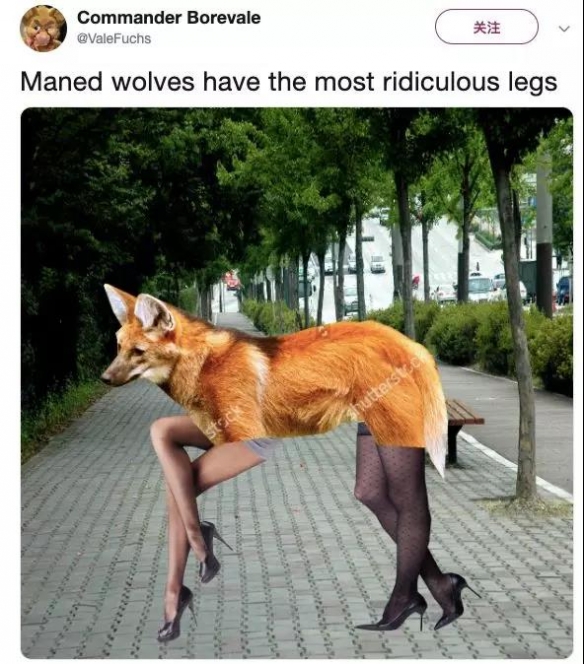 谁说大长腿就是性感的?当北极兔站起来露出大长腿后