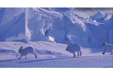 谁说大长腿就是性感的?当北极兔站起来露出大长腿后