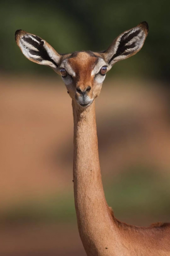 谁说大长腿就是性感的?当北极兔站起来露出大长腿后