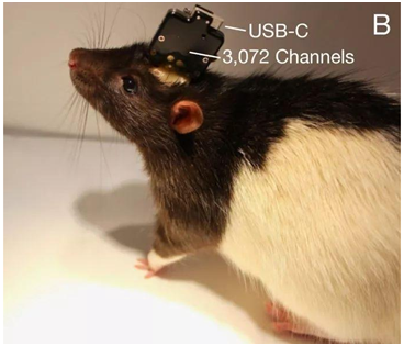 “脑机一体”成真？马斯克:猴子已能大脑控制电脑