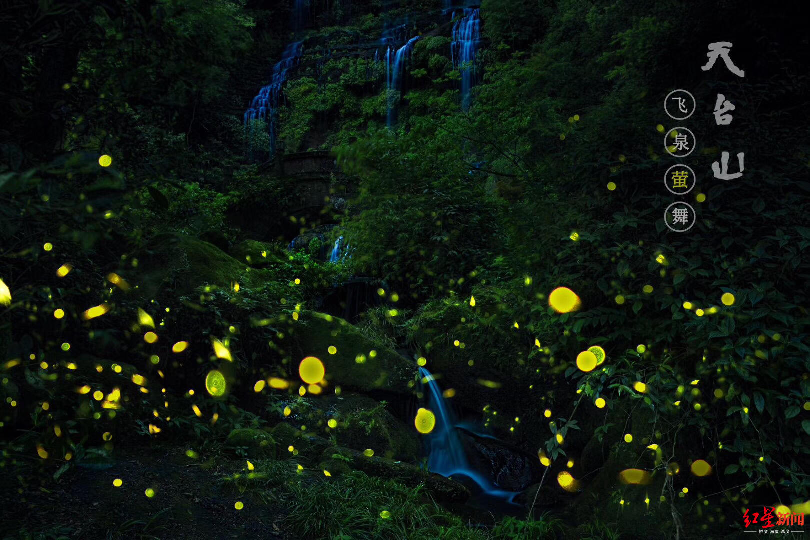 被萤火虫照亮的小树林，日本四国岛 - 必图网