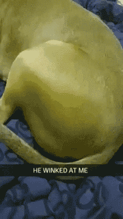 永别了 木法撒 我才是真正的喵子王! 动图 一起嗨啊