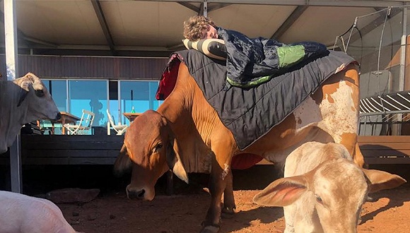 6月27日,西澳大利亚,一名农场小朋友睡在牛背上.