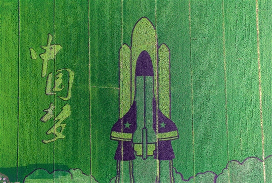 杭州富阳红旗村的300亩创意水稻田里出现的"中国梦","高铁"等画样