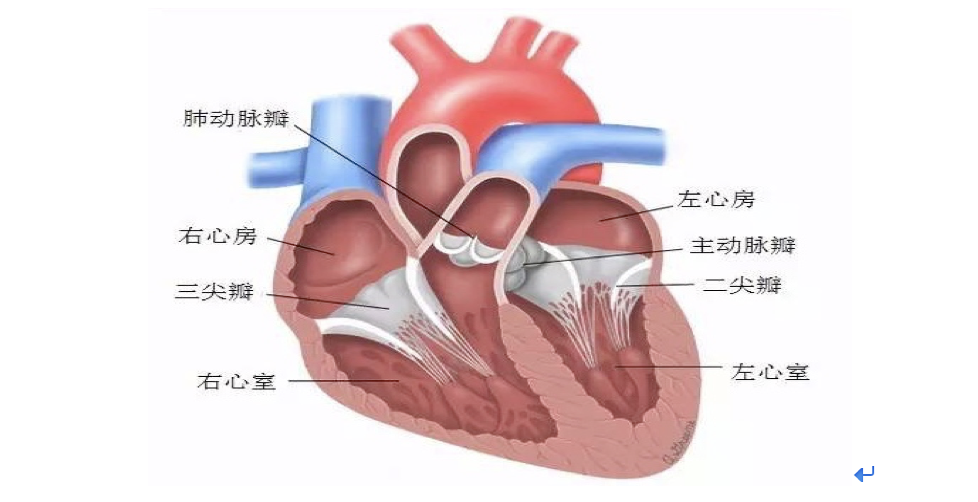 蓝帆医疗收购瑞士心脏瓣膜企业nvt,进场结构性心脏病疗法领域