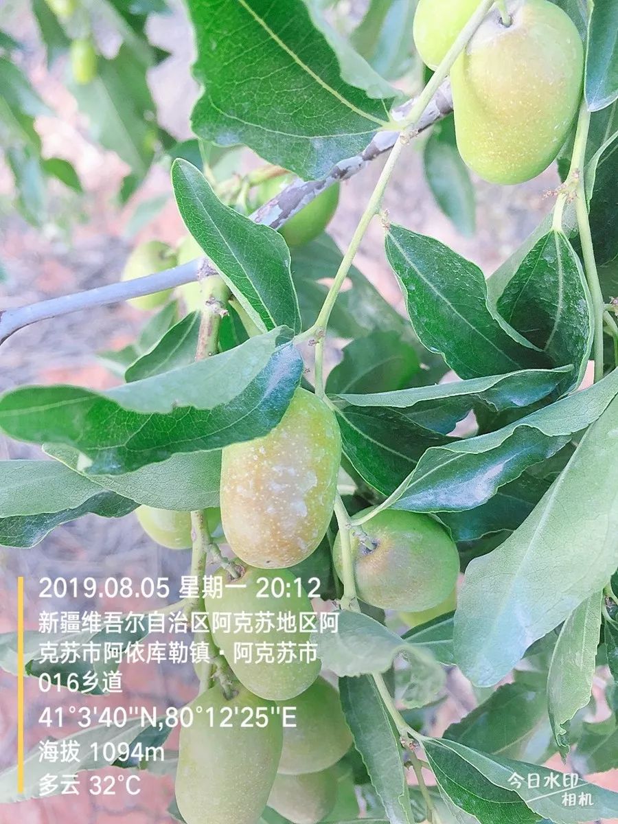 新疆,红枣,期货 新疆,红枣,期货