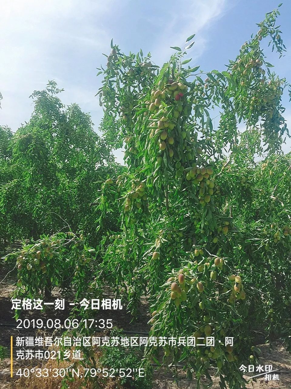新疆,红枣,期货 新疆,红枣,期货