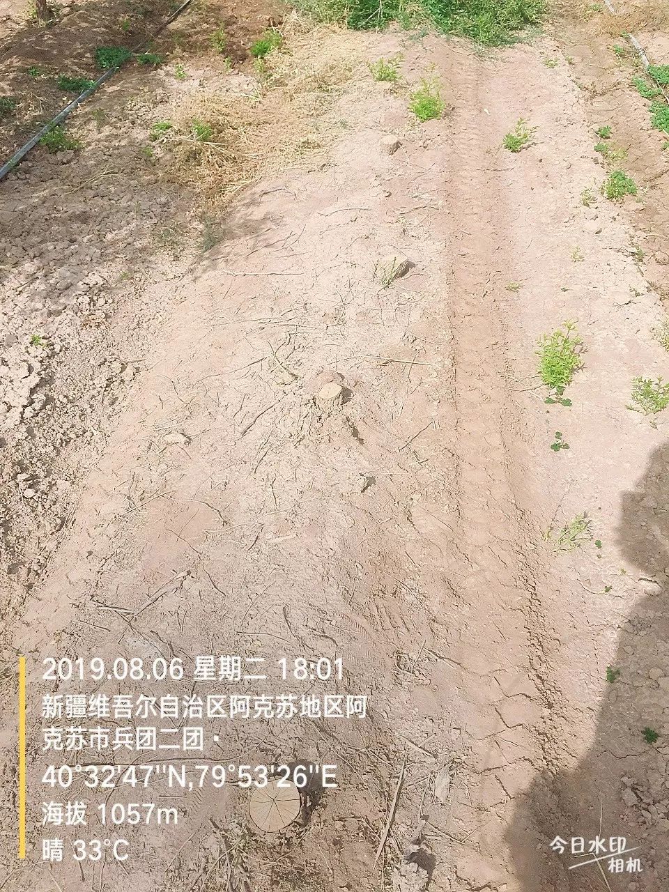 新疆,红枣,期货 新疆,红枣,期货