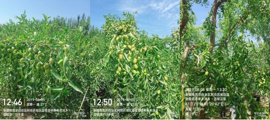 新疆,红枣,期货 新疆,红枣,期货