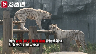 “史上最凶猛”的结婚证保管员 你还敢离婚吗？