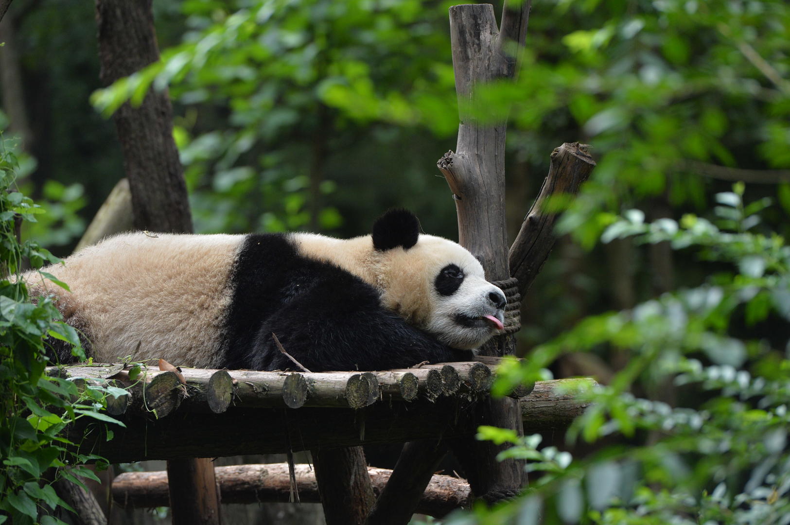 成都大熊猫繁育基地，成都最有看头的地方-大司部落自驾旅游网