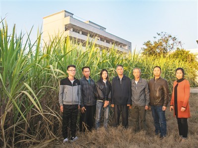 像甘蔗一样 扎根泥土—种蔗"痴人"卢文祥的甜蜜事业